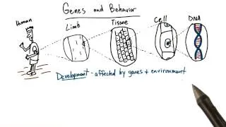 Genetic basis for behavior - Intro to Psychology