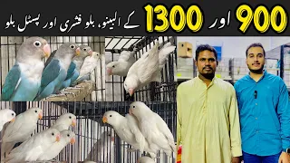 900 or 1300 ky lovebirds 😱Albino, blue fishre & pastel blue #rawalpindibirdsmarket #birdsmarket