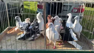 Rynek targ Łomża 28/04/2024 🕊#gołębie #ptaki #króliki #ryby  #kury #market  #pigeons #giełda #film