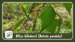 Bříza bělokorá - léčebné účinky / zajímavosti 🌳