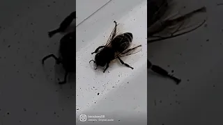 Drone Bee 🐝 Kicked out of the hive