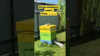 Ошибки начинающего пчеловода 😆