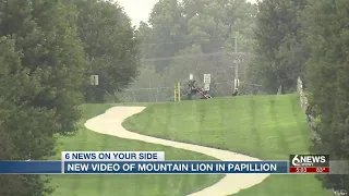 New video of mountain lion in Papillion