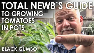 The TOTAL NEWB'S Guide to Growing Tomatoes in Pots || Black Gumbo