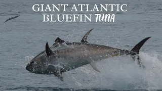 INCREDIBLE LEAPING Atlantic Giant Bluefin Tuna in United Kingdom