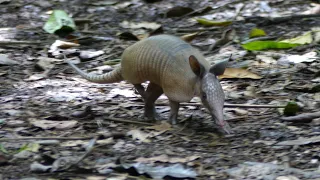 Nine-Banded Armadillo (Dasypus novemcinctus) in French Guiana