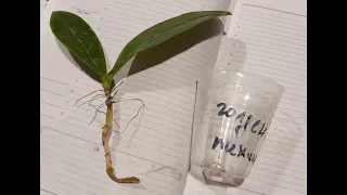 Реанимация, наращивание корней в керамзите у орхидеи Фаленопсис в размере 1,7. Часть 1