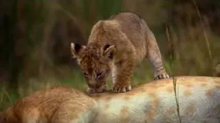 "African Cats" Disneynature - Movie Trailer (HD)