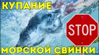 КУПАНИЕ МОРСКОЙ СВИНКИ: БЫТЬ ИЛИ НЕ БЫТЬ? / SvinkiShow