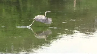 Flying Great Blue Heron