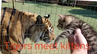 Tigers reaction to the kittens