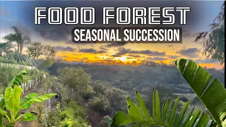 Food Forest Seasonal Succession. Weed, Feed, Seed, Inoculate, & Succeed.