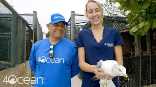 4ocean and Pelican Harbor Seabird Station Rescue a Ring Billed Gull