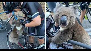 Koala begs cyclists for water in Austrailia heat as bushfires kill 30percent species