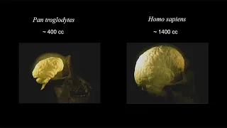 CARTA: Comparative Anthropogeny: From Molecules to Societies - Marchetto, Hacia & Rilling