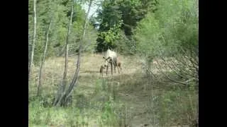 Mother Moose, with New Triplets, in Alaska