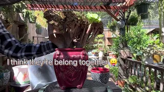 Planting Aeonium Velour in a pot-Cách trồng Sen Hàn đột biến @SucculentsbyMyha-SenDa-zn7sz