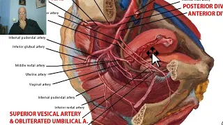 Anatomy of pelvis in Arabic 2023,12 ( Internal iliac artery, part 2), by Dr.Wahdan