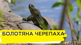 Природа Донбасу. Болотяна черепаха | Ранок на Суспільному