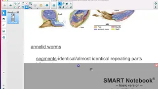 Mollusks/Annelid Worms