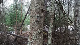 Таежные отшельники, строим солонец помогаем лосям весной.