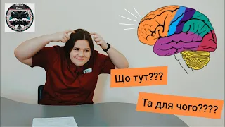 Частки мозку та їх функції