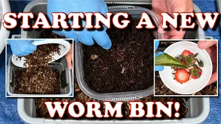 How I Start A New Worm Bin & 6 Day Check In! | Vermicompost Worm Farm