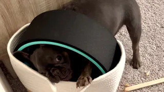 The funniest video of French bulldog😂#dog #doglover #frenchie #puppy #frenchbulldog #cute #funny