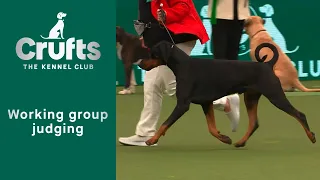 Group Judging (Working) and Presentation Best In Show at Crufts 2023