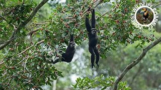 Big parties Of The  Rainforest Wildlife In South Asia | 4K