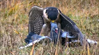 Training peregrine falcons (Falco peregrinus) to hunt, falconry