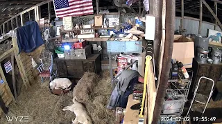 Barn camera video of after I say goodnight to our livestock guardian dogs Anatolian Pyranese