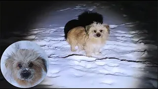Late at night- she gave birth to 8 puppies in the heavy snow - helplessly ran to me begging for help