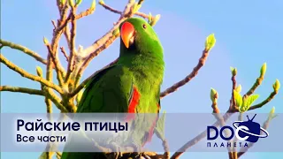 Райские птицы. Все части - Документальный фильм - Сборник