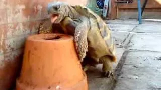 Worlds Funniest Randy Tortoise at it again!!! romping with flowerpot