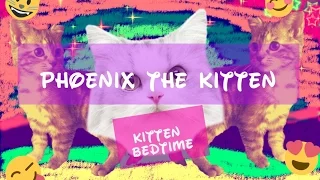 Phoenix the kitten-bedtime | Lisa Star