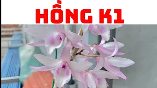 Hồng K1. Sơn cầm