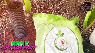 HEALTHIER DRAGON FRUIT with DEEP ROOT WATERING using the  VermisTerra HydroSpiral (AMAZING PRODUCT)