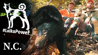 Bear hunting with West Siberian Laika dogs in the mountains of North Carolina