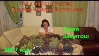 Гечеи заматош-технический  виноград раннего срока созревания Пузенко Наталья Лариасовна