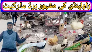 Raja Bazar Birds Market |  College Road Rawalpindi Birds Market|