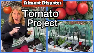 How to Grow Tomato Plant for Tons of Tomatoes & Correct Seed Collecting Raised Garden Bed Container
