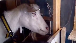 Связываю козу чтобы не мешала доить молоко