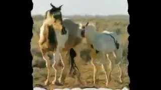 Tribute to the American Wild Mustang Horse.wmv