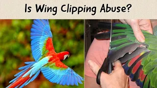 Should You Clip Your Birds Wings? Pro's Vs Con's