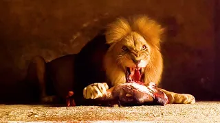 Erschreckend... ein arroganter Löwe wird von einem Büffel gequält - Wildtierangriff
