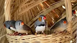 Zebra Finches are enjoying their outdoor aviary!