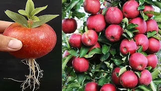 Unique skills how to grow Apple tree from Apple leaves how to make a Apple tree very easily