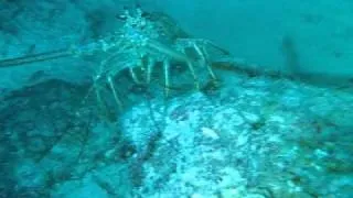 Bermuda Lobster Diving