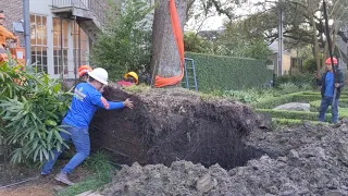 Yeah Trees uses crane to plant large Southern Live Oak